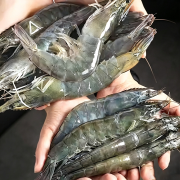 Shellfish & Shrimp